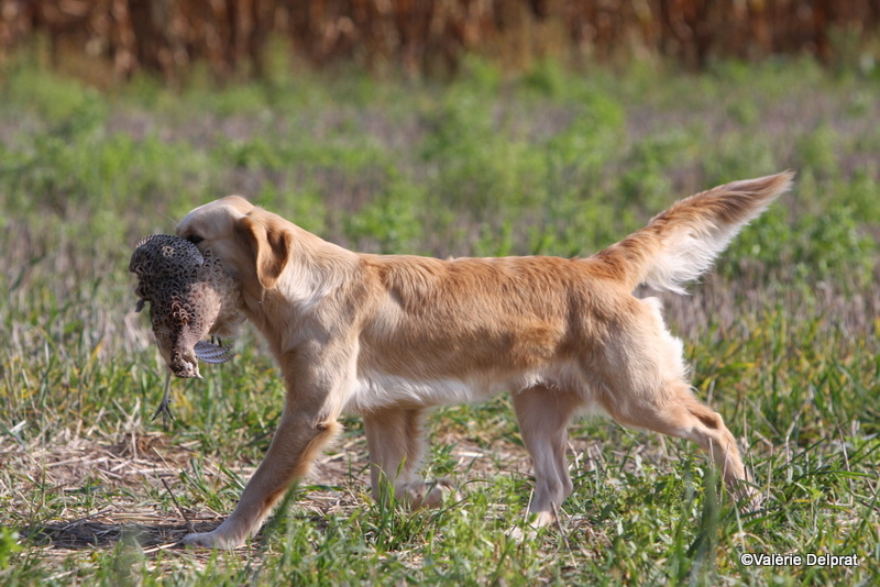 Field Erstein 09 (33).JPG